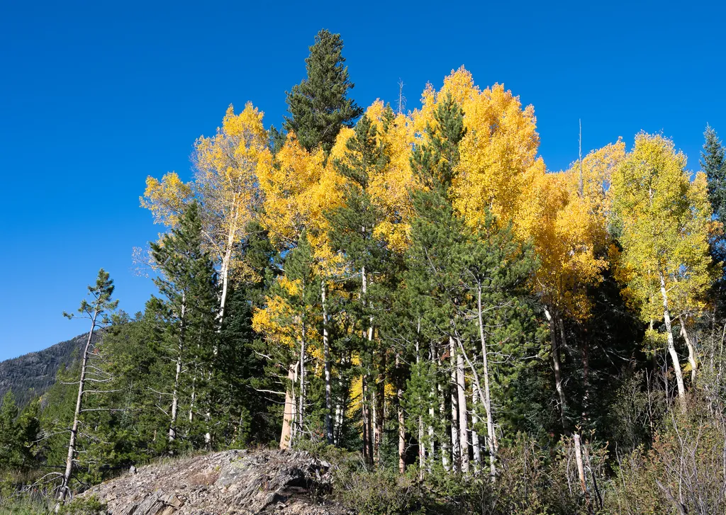 View Fall Colors on the West Side of Rocky Mountain National Park