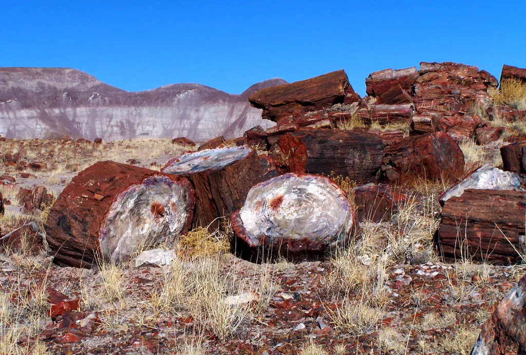 Long Logs Trail