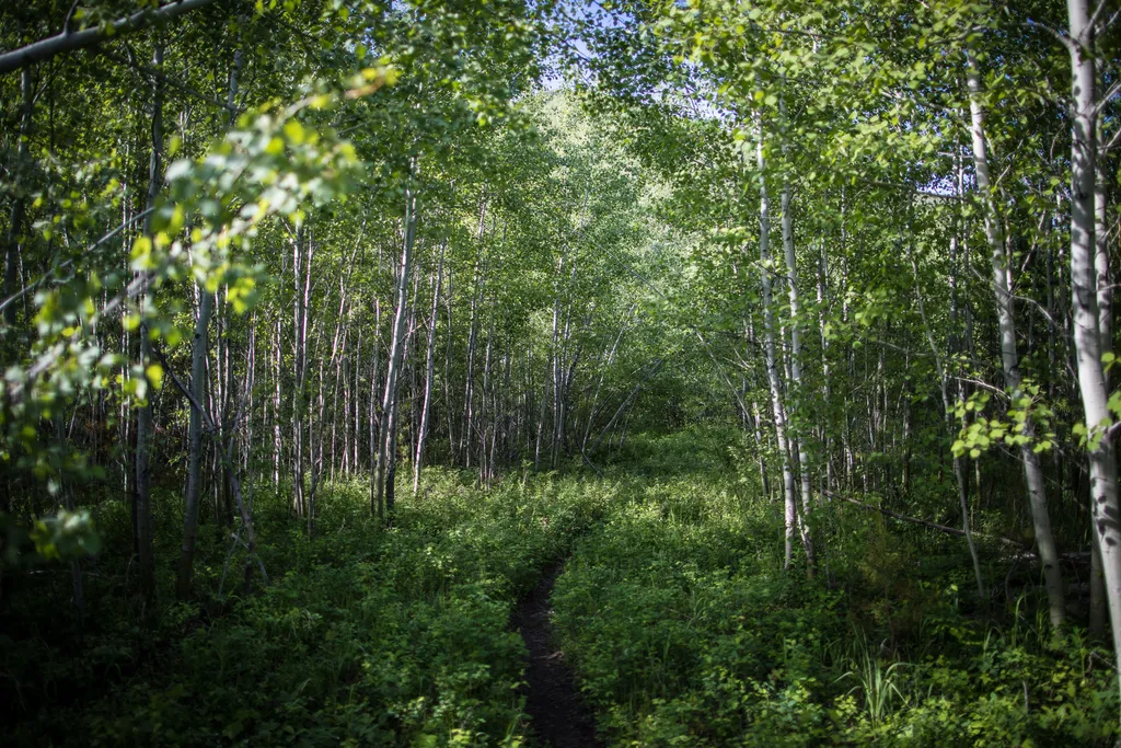 Forest and Fire Nature Trail