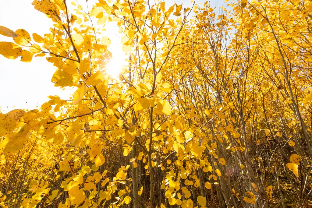 Trembling Aspens